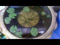 nokia 5230 Video test 21112009013.mp4