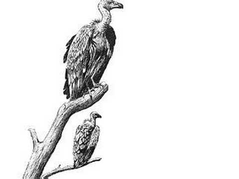 Our Friend the Vulture