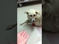 Click here to watch this video BELKA NEED HELP - Tervel