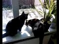 Mantsje en Snoes achter een libelle aan