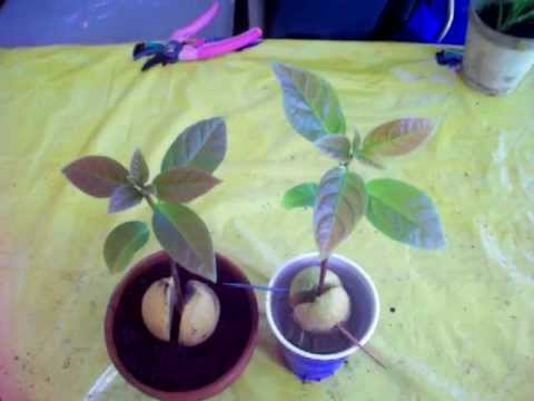 how to plant avocado seeds in water