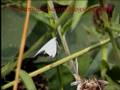 videos de White Ermine Moth