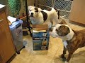 Magnum and Sweetie hear Frank Sinatra Magnum and Sweetie hear Frank Sinatra
