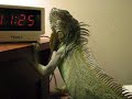 Short Iguana video