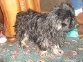 Mon chien qui saute 2 fois sa taille!! Mon chien qui saute 2 fois sa taille!!