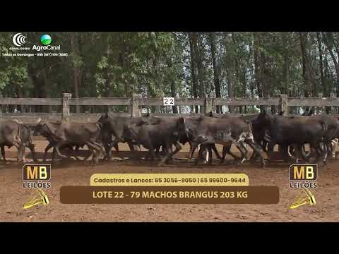 519 LEILO VIRTUAL MB LEILES