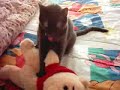 CAT LOVES WINNIE THE POOH CAT LOVES WINNIE THE POOH