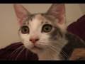 Kitten Sitcom