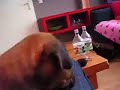 Rhodesian Ridgeback pup licht paars Rhodesian Ridgeback pup licht paars