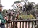 Giraffe feeding