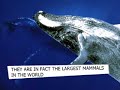 Anti-Whaling Anti-Whaling