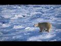 Protect the Polar Bear from global warming and oil companies