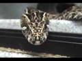 Berg's Adder (Bitis atropos)