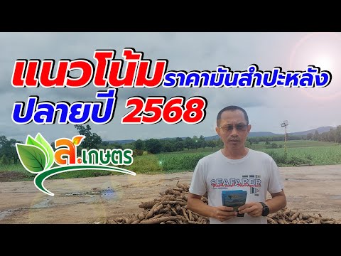 แนวโน้มราคามันสำปะหลังปลายปี 2568