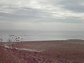 Birds at Roberts Creek