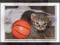 Adorable Kittens Adorable Kittens