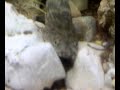 Polypterus endlicheri