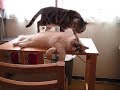 寝てるのに何するの～猫(=^・^=)