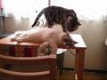 寝てるのに何するの～猫(=^・^=)