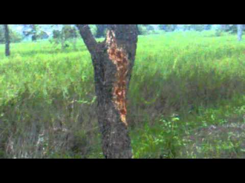 พยานาค แม่น้ำโขง - http://www.youtube.com/user/mokotochat เช้าวันที่18 ต.ค.54 พบรอยประหลาด คล้ายรอยงูยักษ์ หรือ รอยพยานาค...