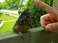 The Baby Robin, Part 1