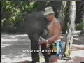 big elephant
