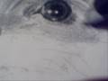Pas � pas d'un dessin de Yorkshire