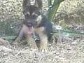 the garman shepheard dogs