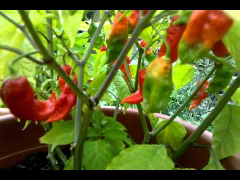 how to grow ghost peppers