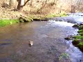 fly fishing monster rainbow trout west virginia