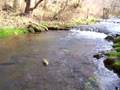 fly fishing monster rainbow trout west virginia
