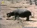 Hippo saves another animal