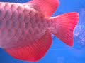 Click here to watch this video Super Red Arowana Brunei Darussalam
