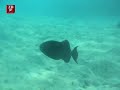 Egypt - Makadi Bay Snorkling Egypt - Makadi Bay Snorkling