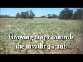 Photos of Alistair McRoberts property in Australia showing the change in the landscape from 1948 with open grass lands to a closed woodland by 1993 which was rehabilitated in 1998. This is a contradiction to greens and activists who want land management to cease to keep biodiversity