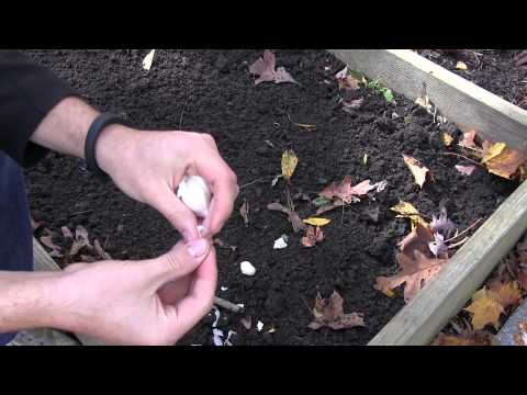 how to fertilize garlic in the spring