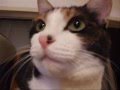 猫に見つめられてPCができない時 - Cat watching me