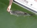Lobina 10-4 Lbs. en el Cuchillo
