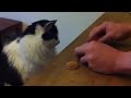 Smartest Cat