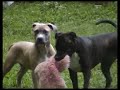 My Pitbull Puppy Dogs Playing to Vivaldi Four Seasons Spring