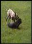 My Pitbull Puppy Dogs Playing to Vivaldi Four Seasons Spring