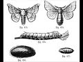 The Symbiose