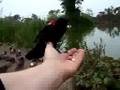 Red-winged Blackbird