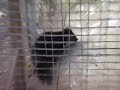 Sables in the cages