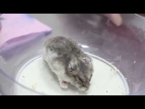 how to cure a sick dwarf hamster