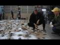 Cai Guo-Qiang Explosion Work
