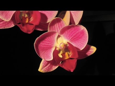 YouTube Preview Image