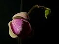 Floraci�n de la orqu�dea Phalaenopsis