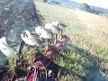 New Holland T 7060 + Vogle&Noot S950 Vario New Holland T 7060 + Vogle&Noot S950 Vario