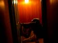 Silent Blood trailer
